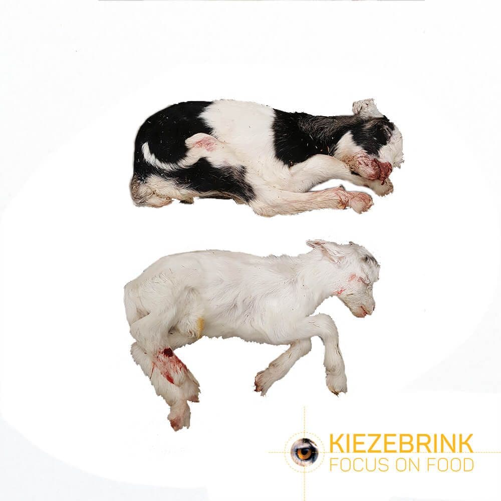 Geitenbokjes - cat. 2 - ca. 10 kg doos