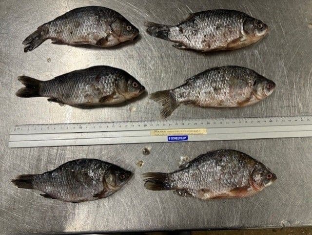 Karpers Klein - 10 kg doos