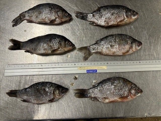 Carp Small - 10 kg box