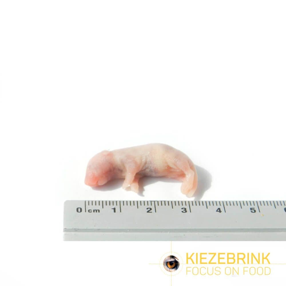 Baby muis (1-2 g)
