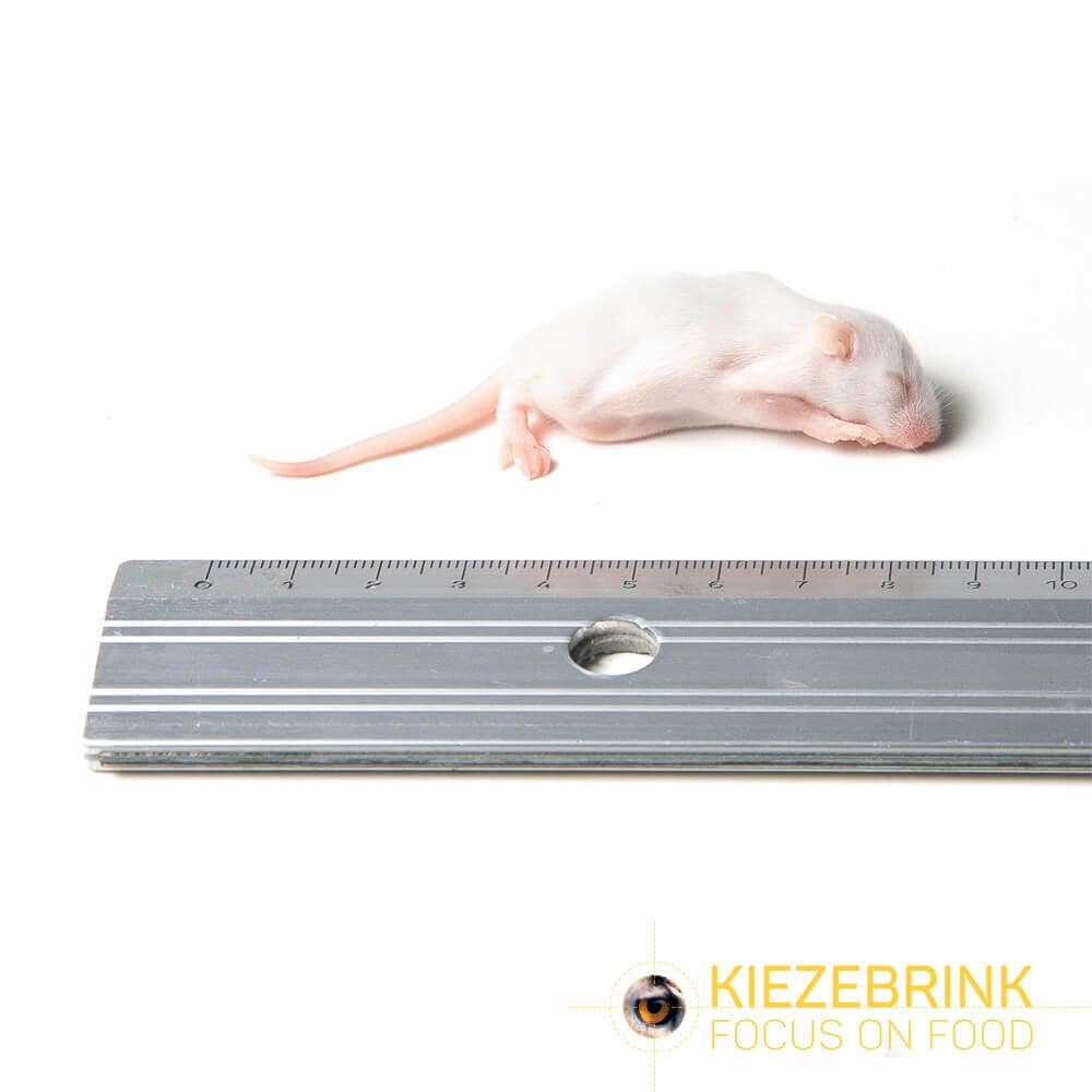 Fuzzy muis (4-6 g)