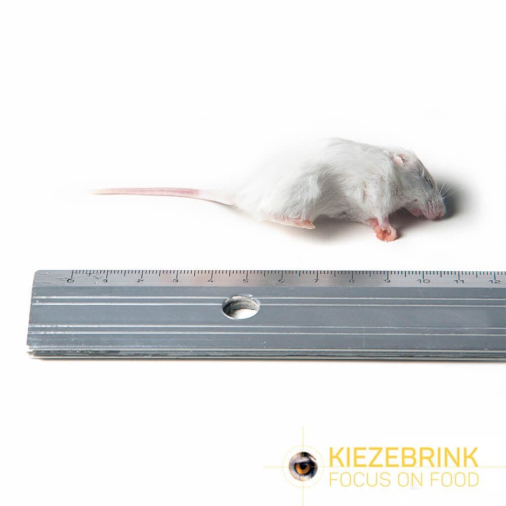 Kleine muis (8-15 g)