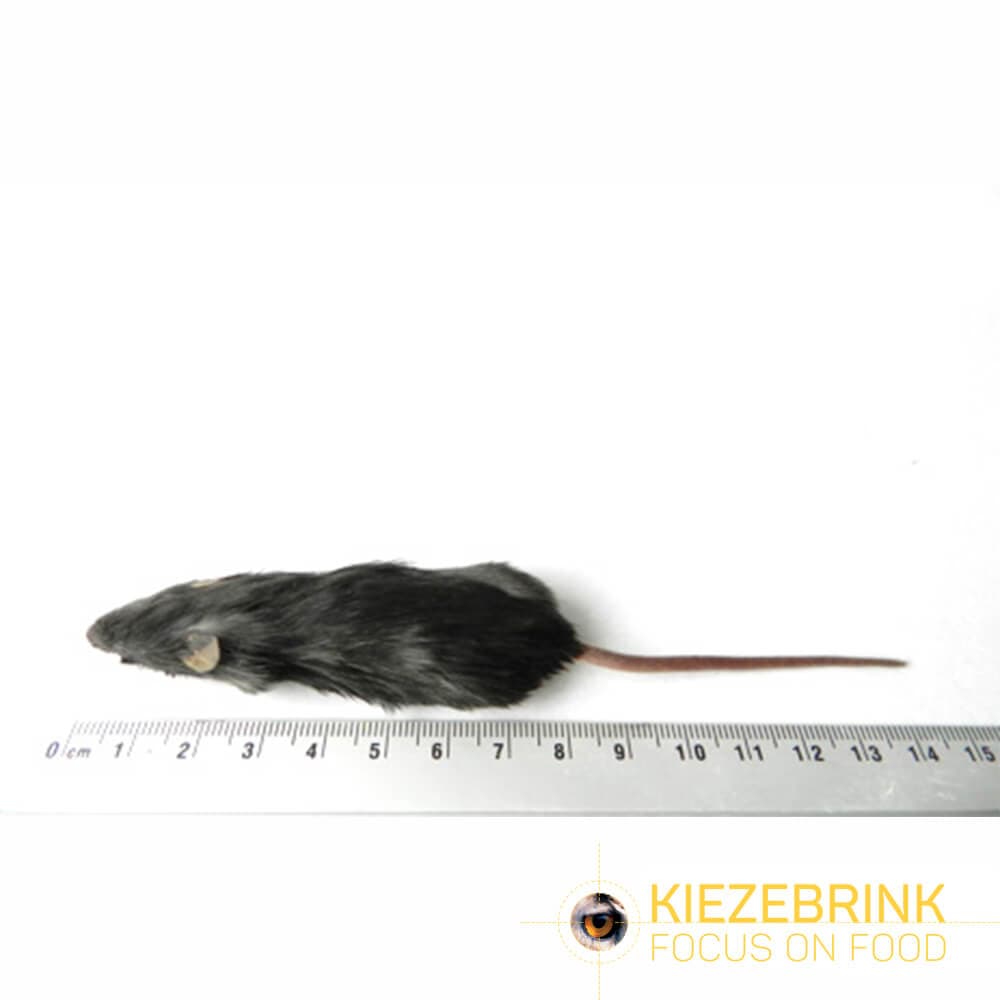 Premium Souris Regular (16-22 g)