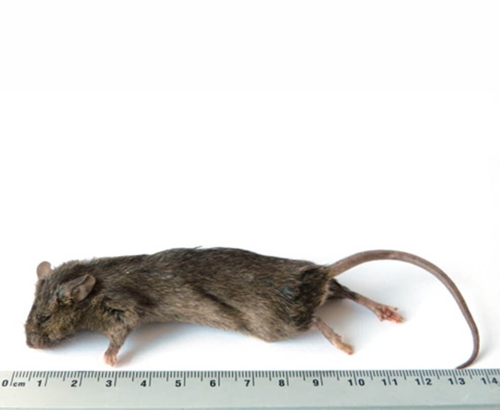 Large Mice (23-30 g)