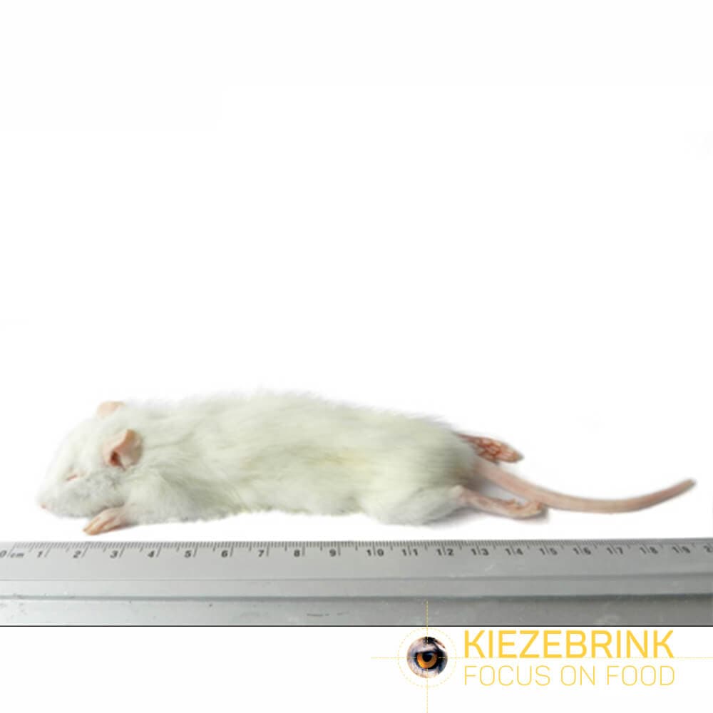 Premium Rat Sevré Petit (25-60 g)