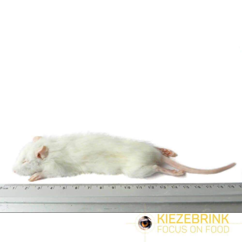 Premium Rat Sevré Petit (25-60 g)