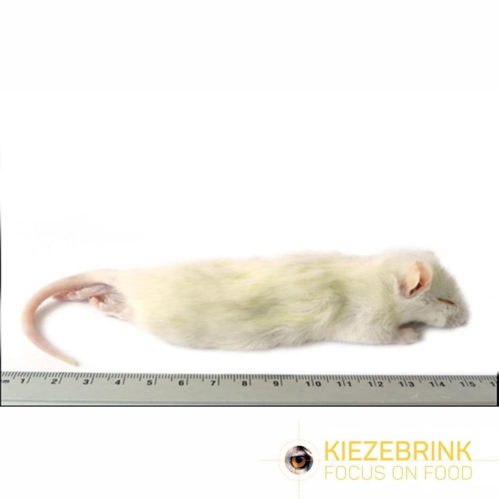 Rat Grand Weaner (60-90 g)