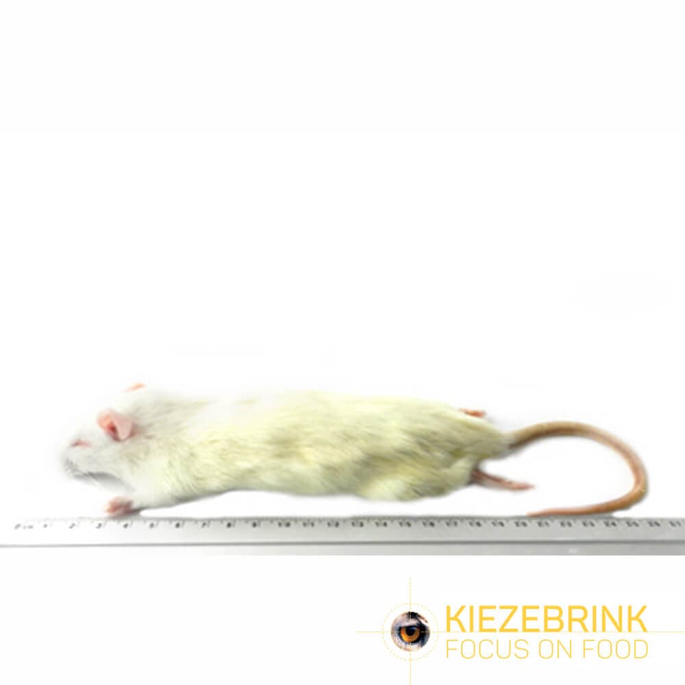 Premium Rat Petit (90-150 g)