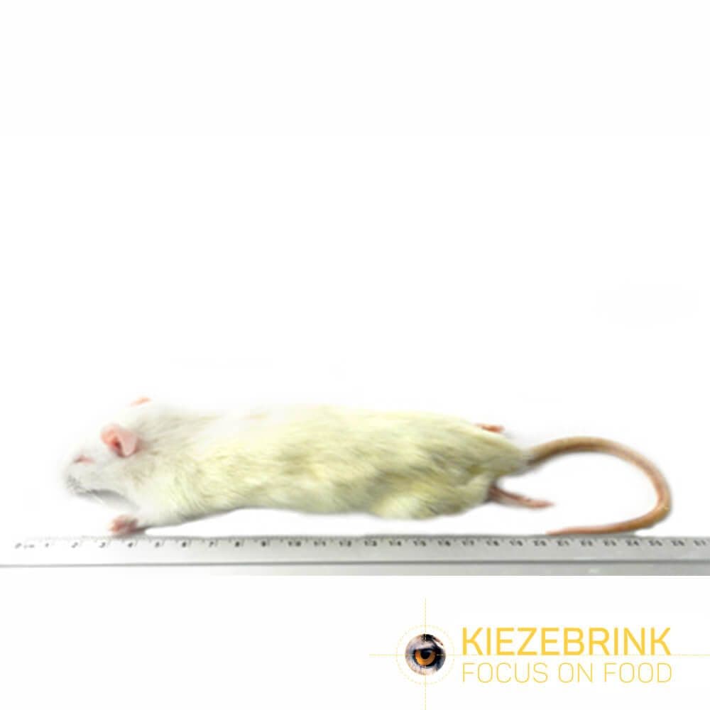 Premium Rat Petit (90-150 g)