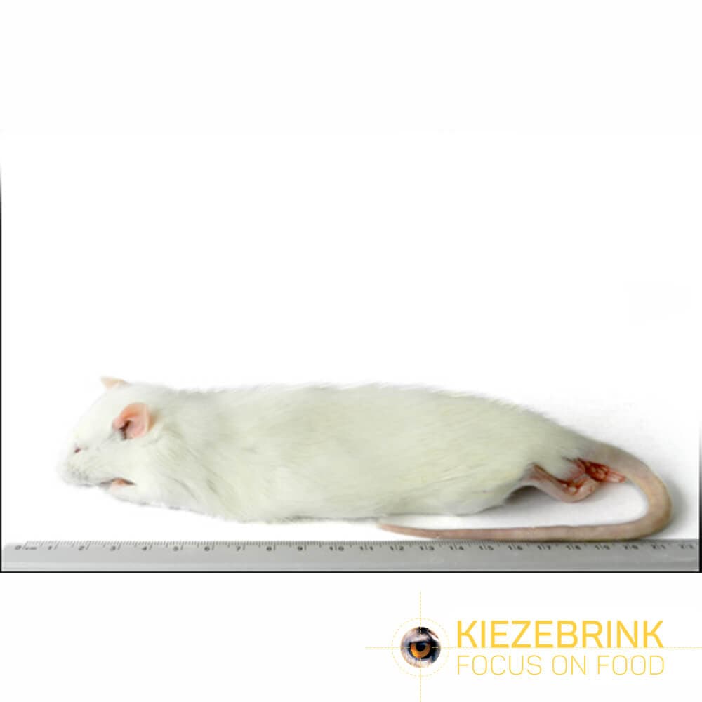 Premium Rat Regular (150-250 g)