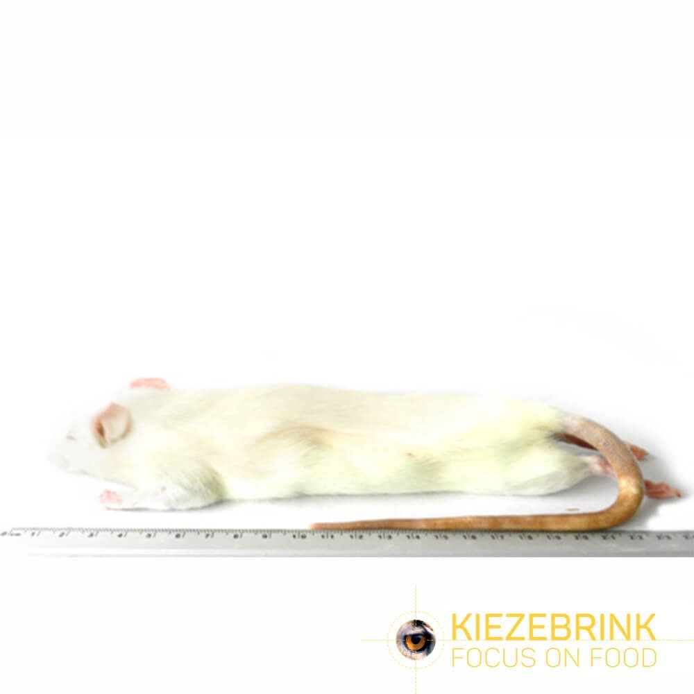 Grote rat (250-350 g)