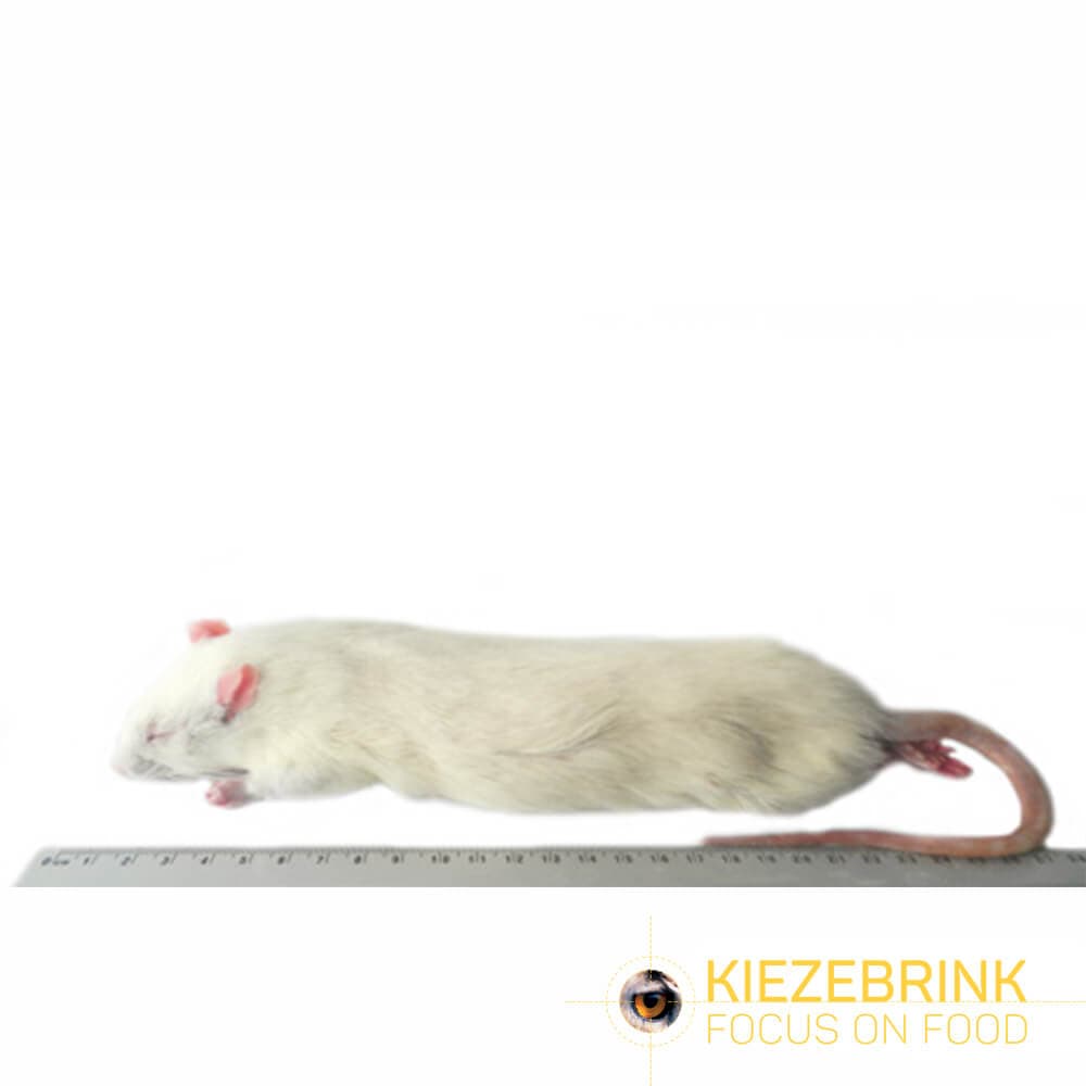 Jumbo rat (ca. >350 g)