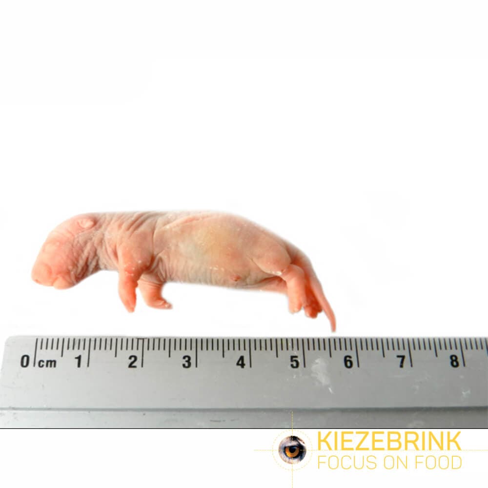Premium Rat Bébé (5-14 g)
