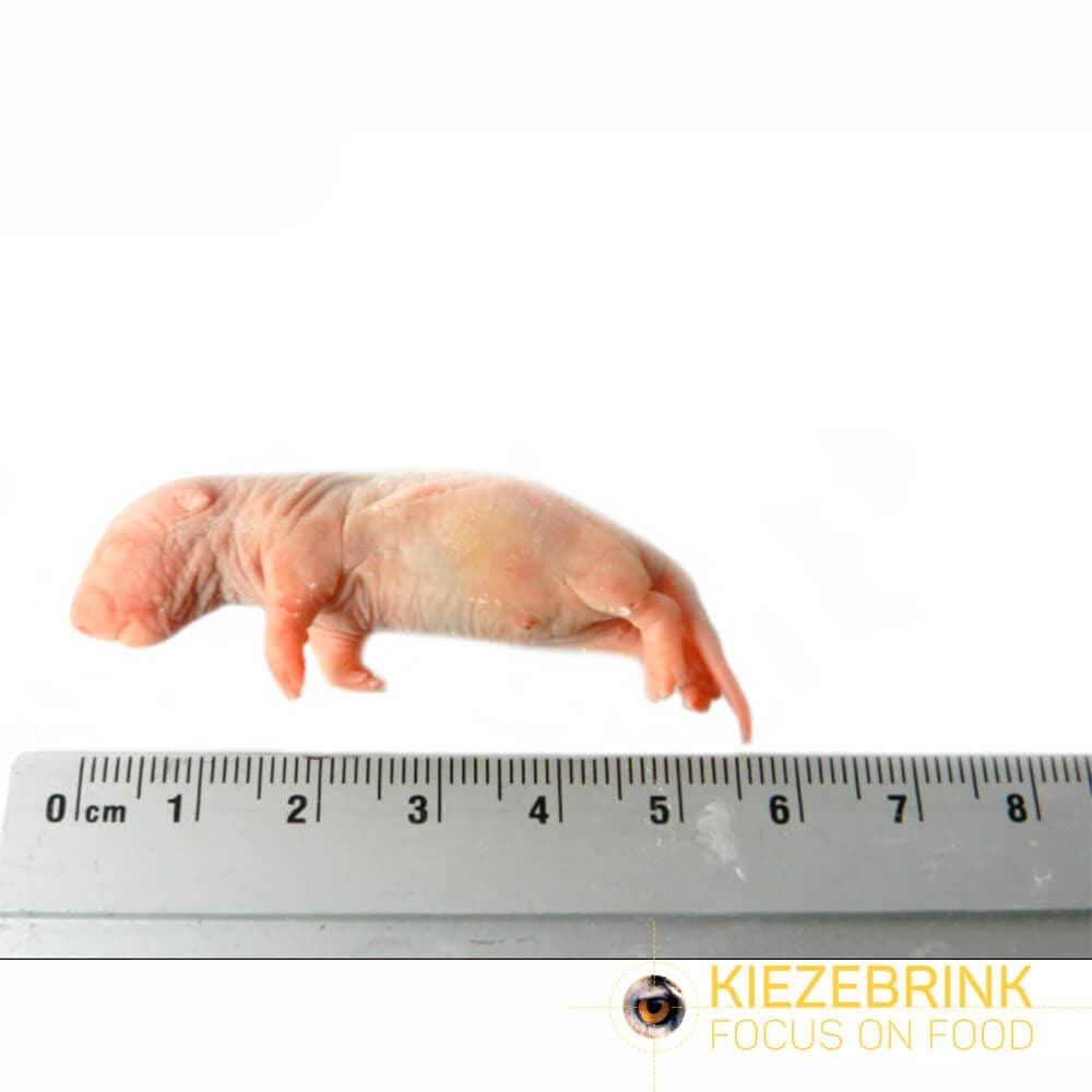Premium Rat Bébé (5-14 g)