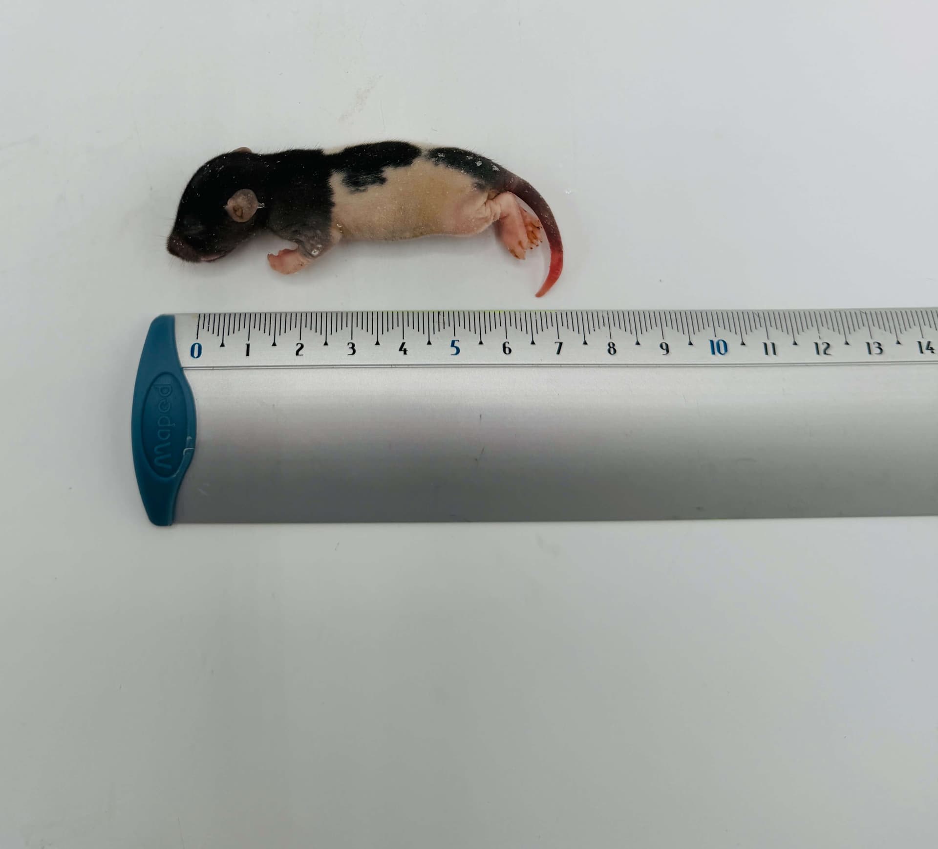 Fuzzy rat (15-25 g)