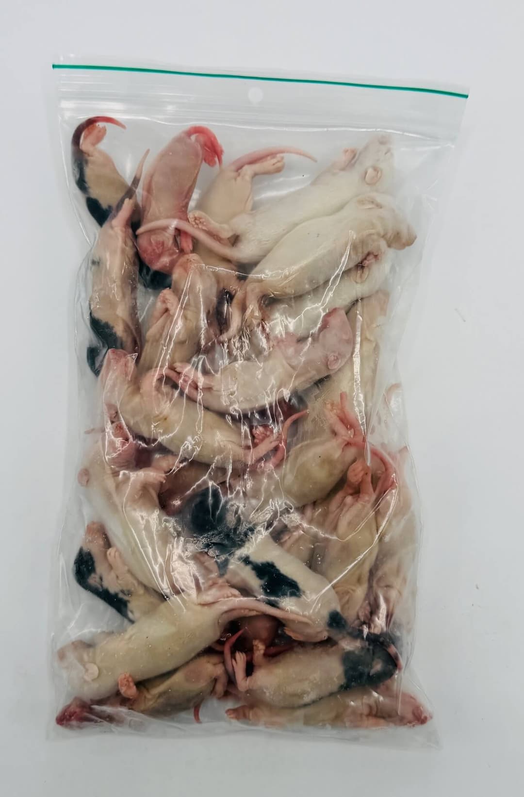 Premium Rat Blanchon (15-25 g)
