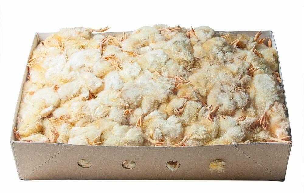 Eendagshaantjes "Animalfoods"