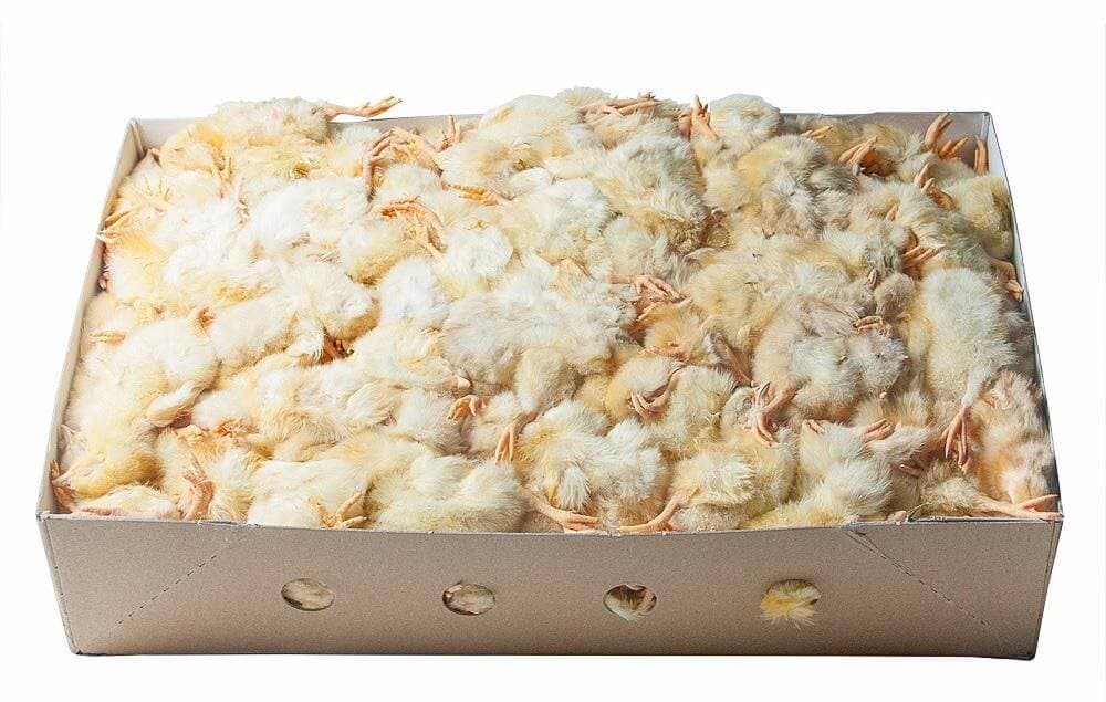 Eendagshaantjes "Animalfoods" > 30 dozen