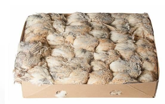 Kwartel Jong (180-220 g) - 6 kg doos
