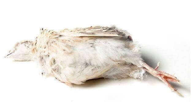 Young Quail (180-220 g) - 6 kg box