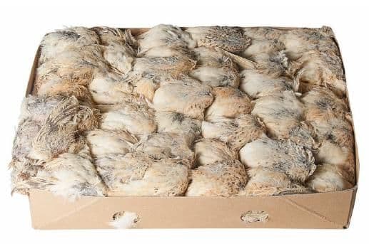 Kwartel Ex Layer (300 g) - 6 kg doos