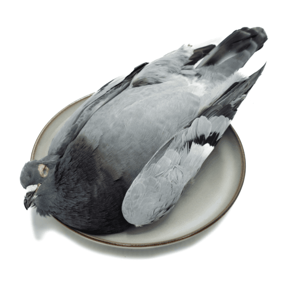 Pigeon - 10 pcs/boîte