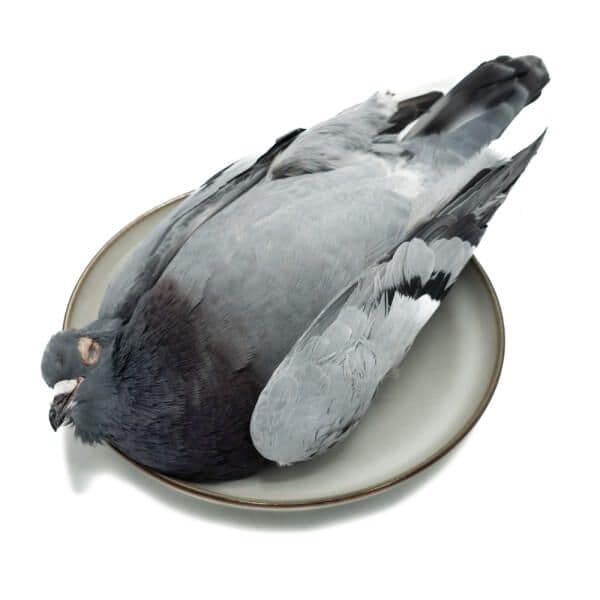 Pigeons - 10 pcs/box