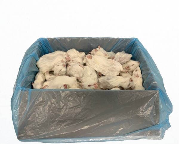 Cobaye S (50-250 g)