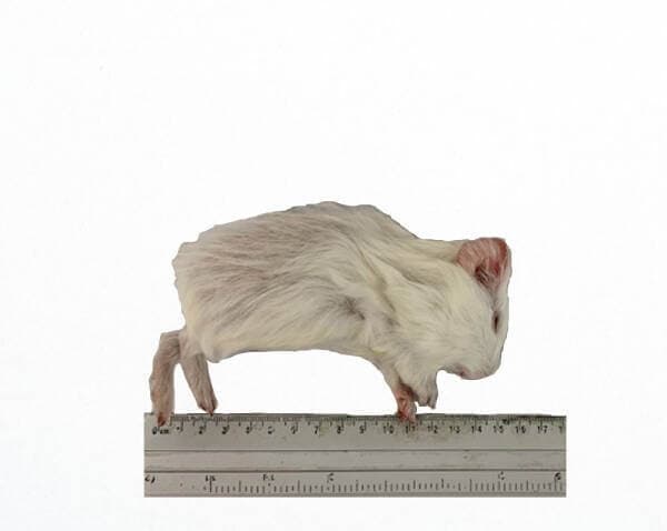 Cobaye S (50-250 g)