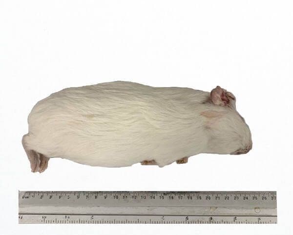 Cavia Medium (250-600 g)