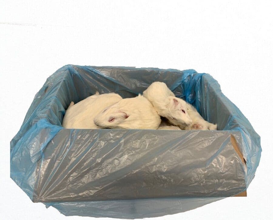 Cavia Large (600-1500 g)