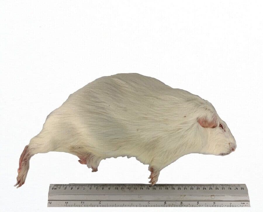 Cavia Large (600-1500 g)