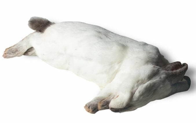 Lapin (2,5-3 kg) - 3 pcs/boîte