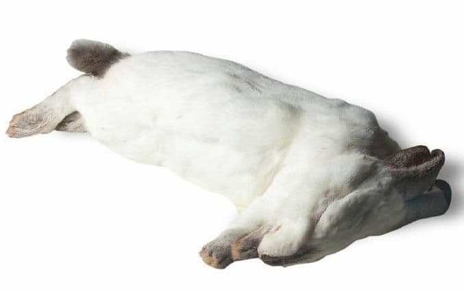 Rabbit (2,3-2,8kg) - per kg