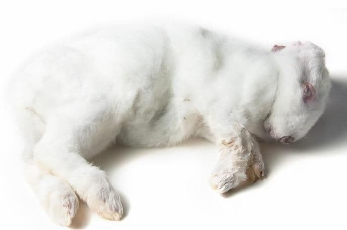 Rabbit (ca. 0.9 -1.7 kg) - 8 pcs/box