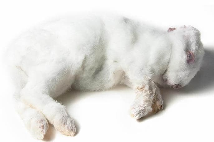 Rabbit (ca. 0.9 -1.7 kg) - 8 pcs/box