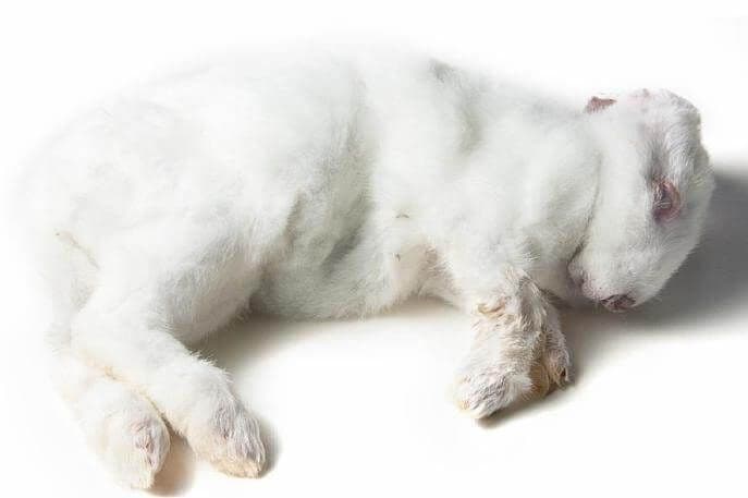Rabbit (ca. 0.9 -1.7 kg) - 8 pcs/box