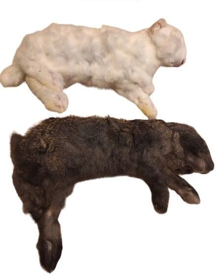 Little rabbit (200-600 g)