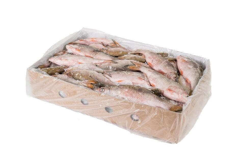 Sweet Water Fish (15-20 cm) - 10 kg box - Leuciscus cephalus
