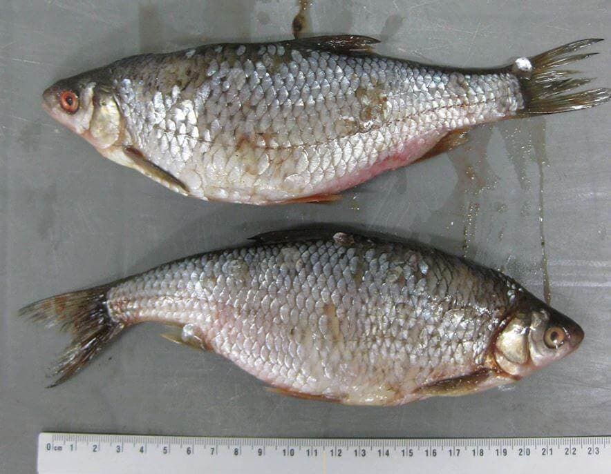 Sweet Water Fish (15-20 cm) - 10 kg box - Leuciscus cephalus
