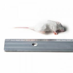 Kleine Muis (6-15 g) - per 10 kg bulk