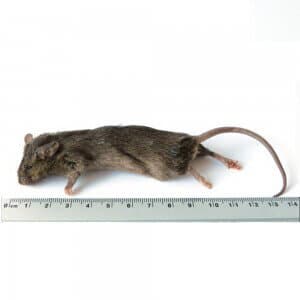 Souris, grande (25-35 g)