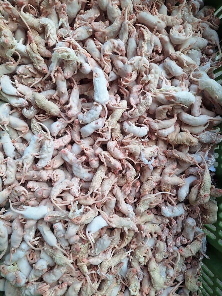 Mix Baby/Fuzzy/Naakte Muis