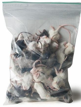 Souris non-triés (10-40 g)