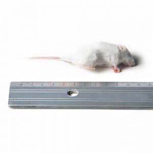 Kleine Muis (6-15 g)