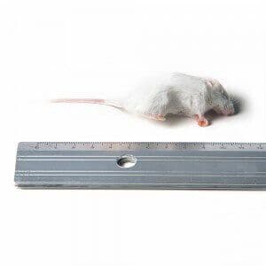 Kleine Muis (6-15 g)