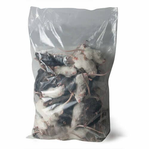 Souris, grande (25-35 g)
