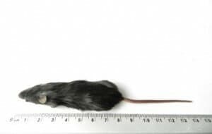 Regular Mice (15-25 g)
