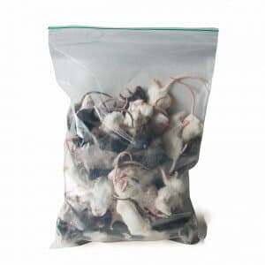 Regular Mice (15-25 g)
