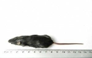 Regular Muis (15-25 g)